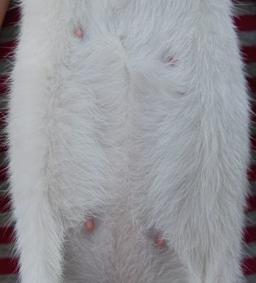 pregnant-cats-nipples-pinked-up
