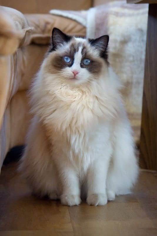 Ragdoll Cat (3)