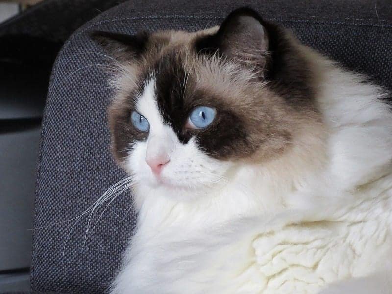 Ragdoll Cat (6)