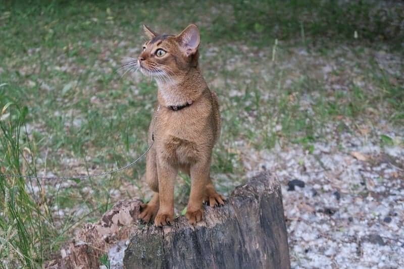 Abyssinian cat Abyssinian cat