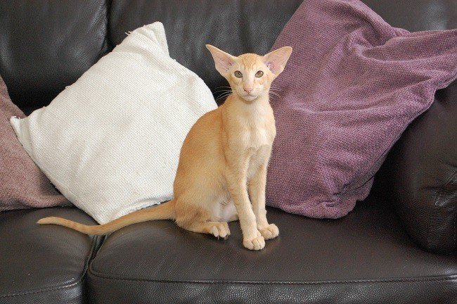 Cat-1