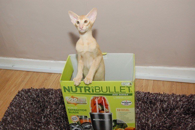 Cat-in-a-box
