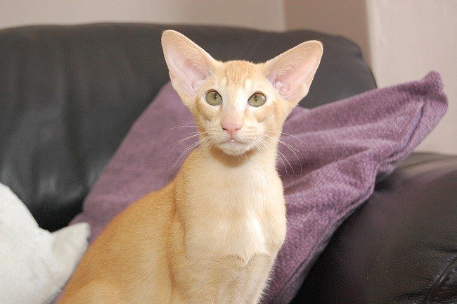 Cats-eyes1