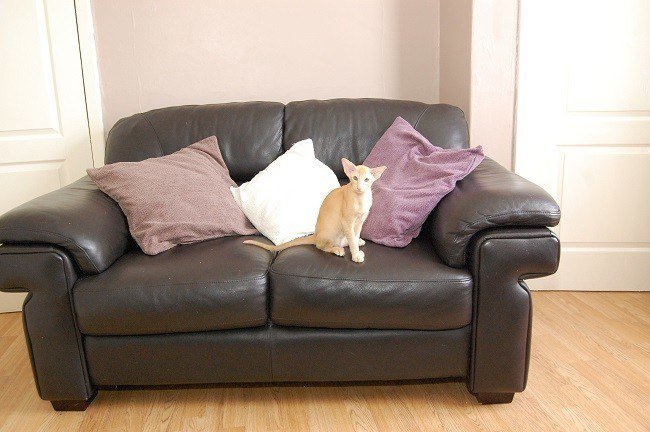 Furniture-1