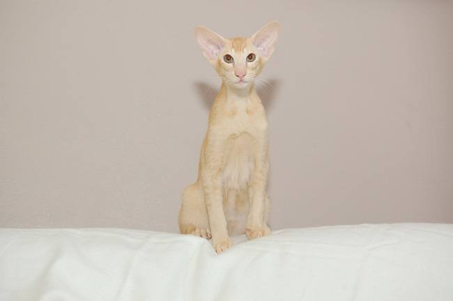 Photograph-your-cat-from-their-eyeline