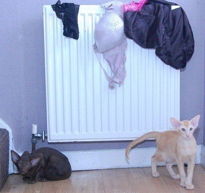 knickers