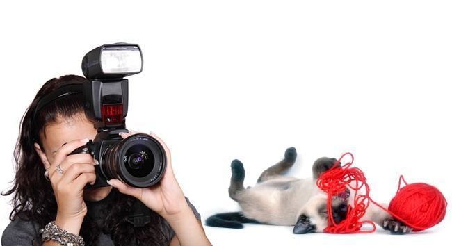 how to photograph your cat