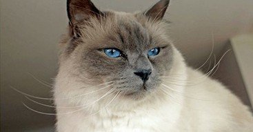 Birman Cat Breed Profile Birman Cat Breed Profile