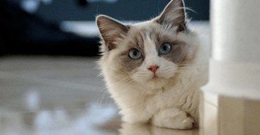Ragdoll Cat Breed Profile Ragdoll Cat Breed Profile