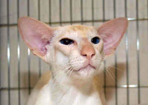 Apricot-Point-Siamese