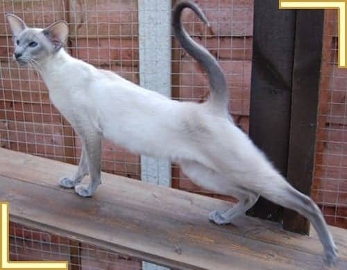 Blue-Point-Siamese