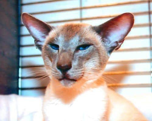 Caramel-Point-Siamese