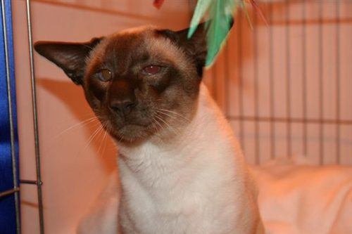 Chocolate-Point-Siamese