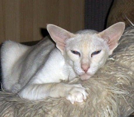 Cream-Point-Siamese