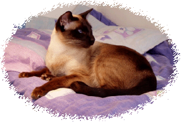 Old Style Siamese Cat