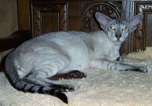 Seal-Point-Siamese