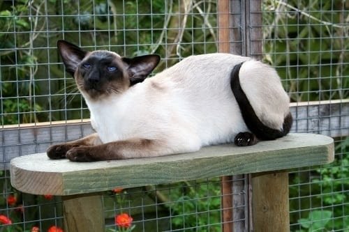 Siamese cat