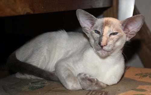 Tortie-Point-Siamese