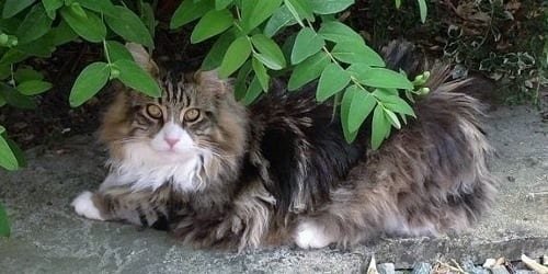 Maine Coon Cat