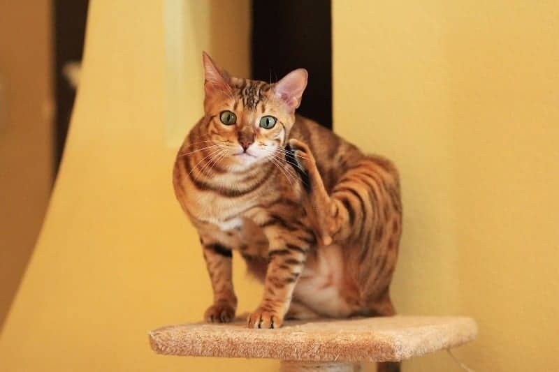 Bengal Cat 1