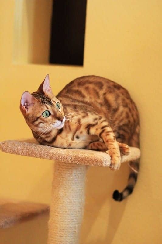 Bengal Cat 2