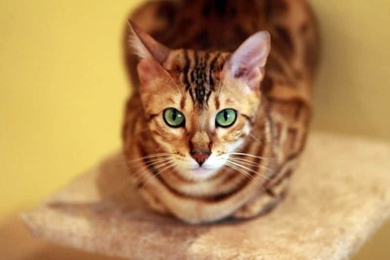 Bengal Cat 3