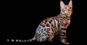 Bengal Cat Breed Profile