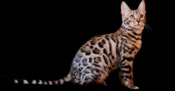 Bengal Cat Breed Profile