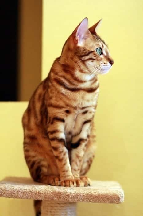 Bengal Cat