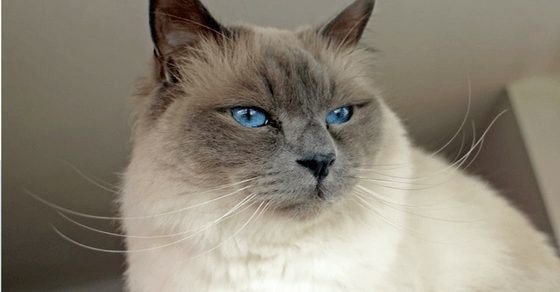 Birman Cat Breed Profile