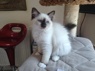 Birman-Cat