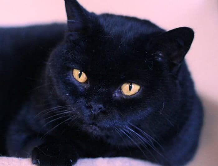 Black-British-Shorthair