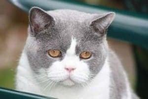 Blue-White-British-Shorthair