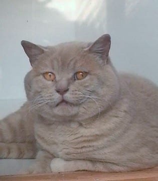 British-Shorthair-Cat