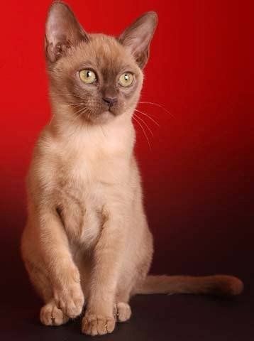 Burmese-kitten