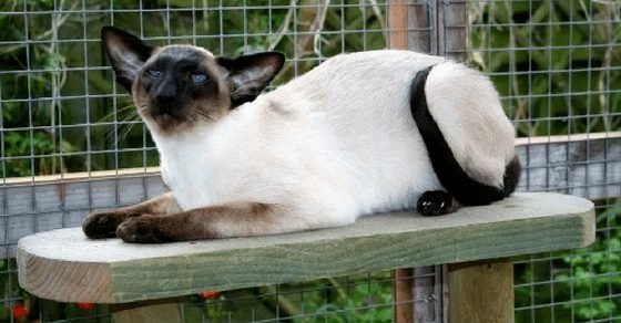 Cattylicious - Siamese Cat Breed Profile