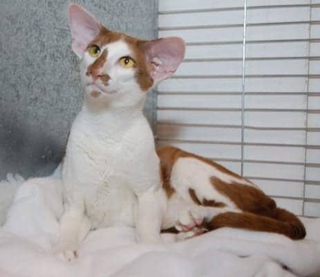 Cinnamon-Oriental-Bicolour