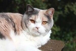 Dilute-Tortie-White-British-Shorthair