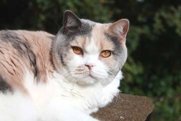 Dilute-Tortie-White-British-Shorthair