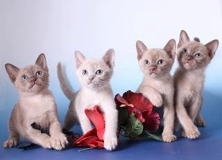 Litter-of-Burmese-kittens