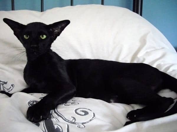 Oriental-Black-cat