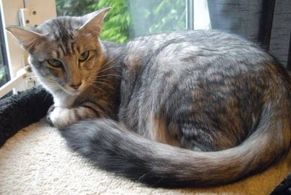 Oriental-Longhair