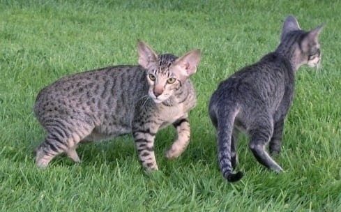 Oriental-Spotted-Tabbies