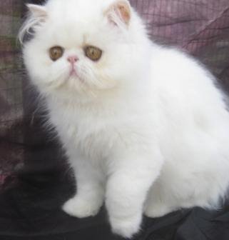 Persin-Cats-2
