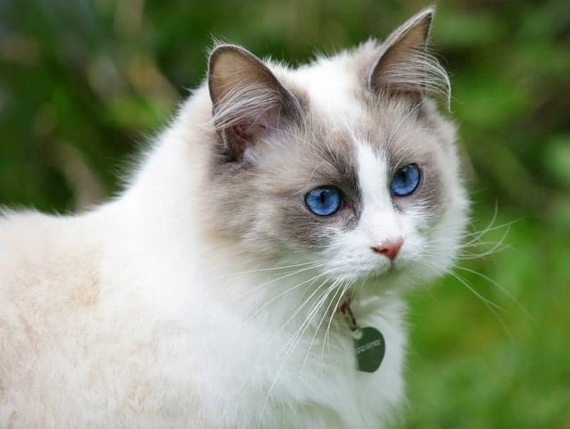 Ragdoll Cat (1)