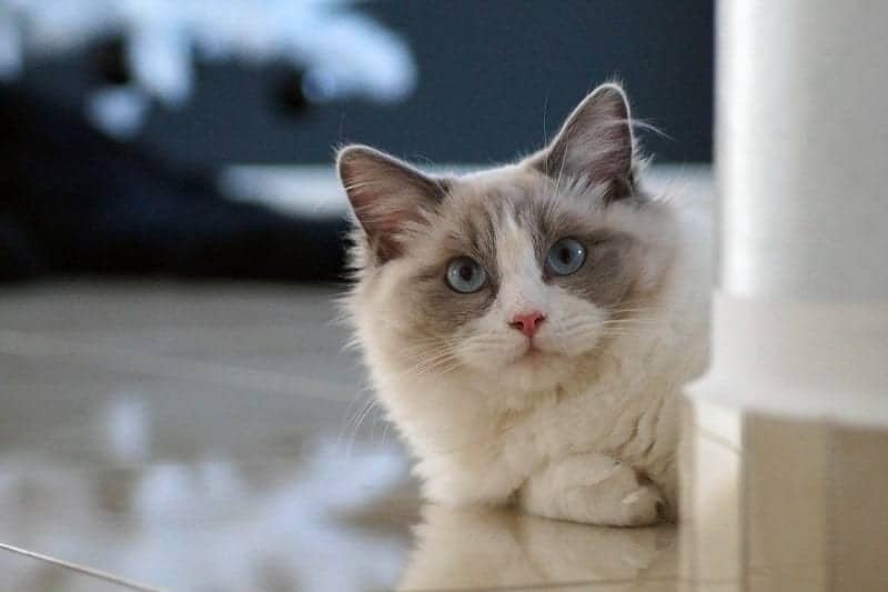 Ragdoll Cat (2)