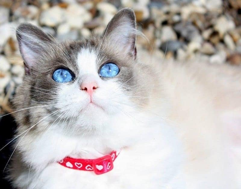 Ragdoll Cat (4)