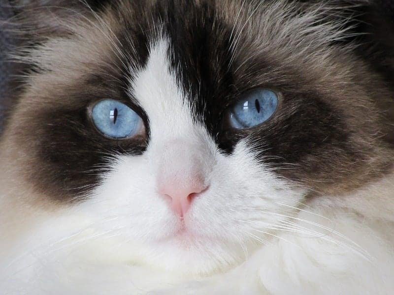 Ragdoll Cat (5)