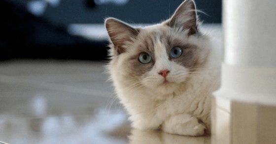 Ragdoll Cat Breed Profile Ragdoll Cat Breed Profile