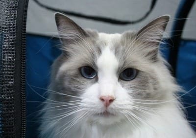 Ragdoll-Cat